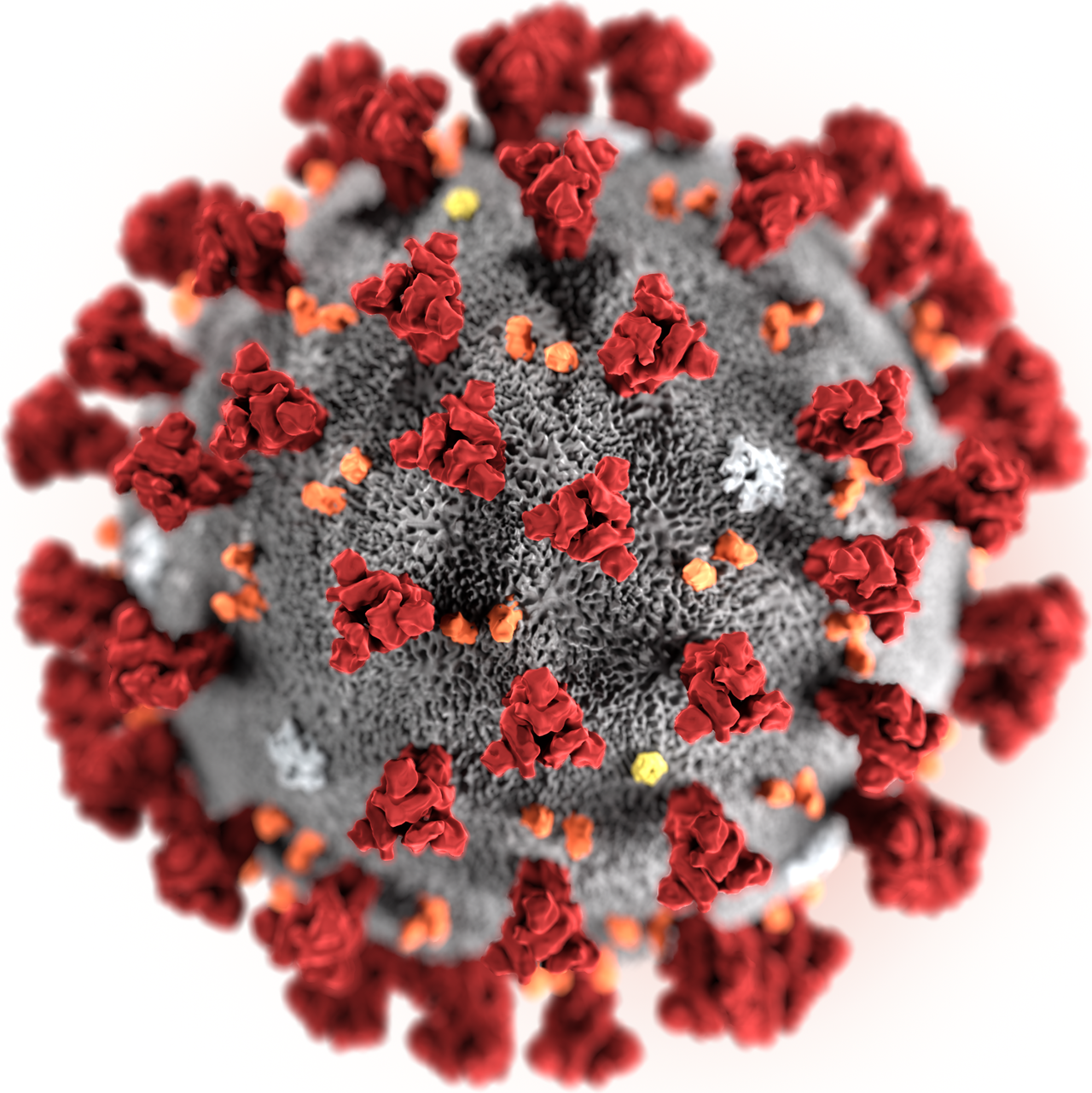 新型コロナウイルス(2019 n-CoV)のペットへの感染について