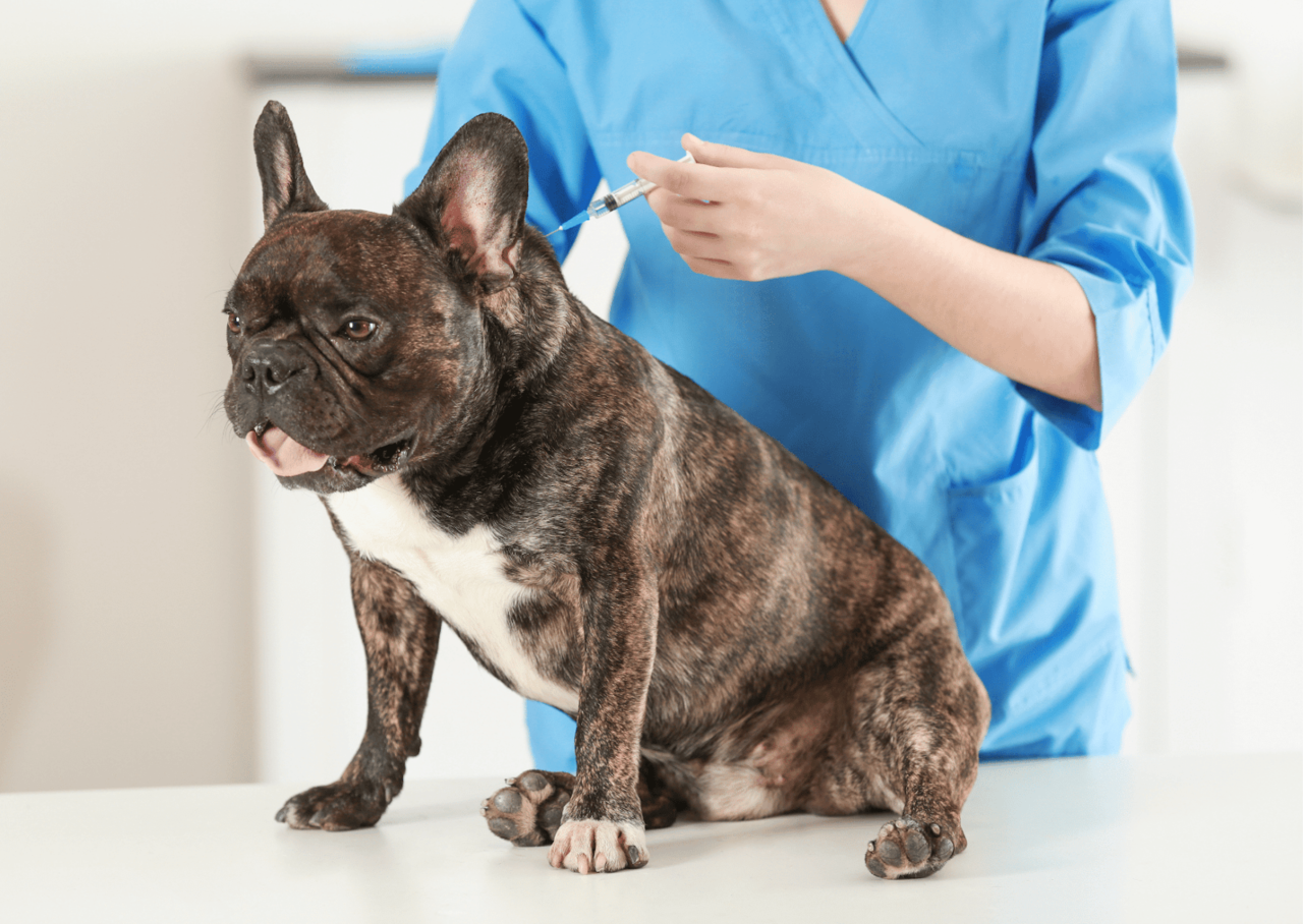 犬のスケーリング