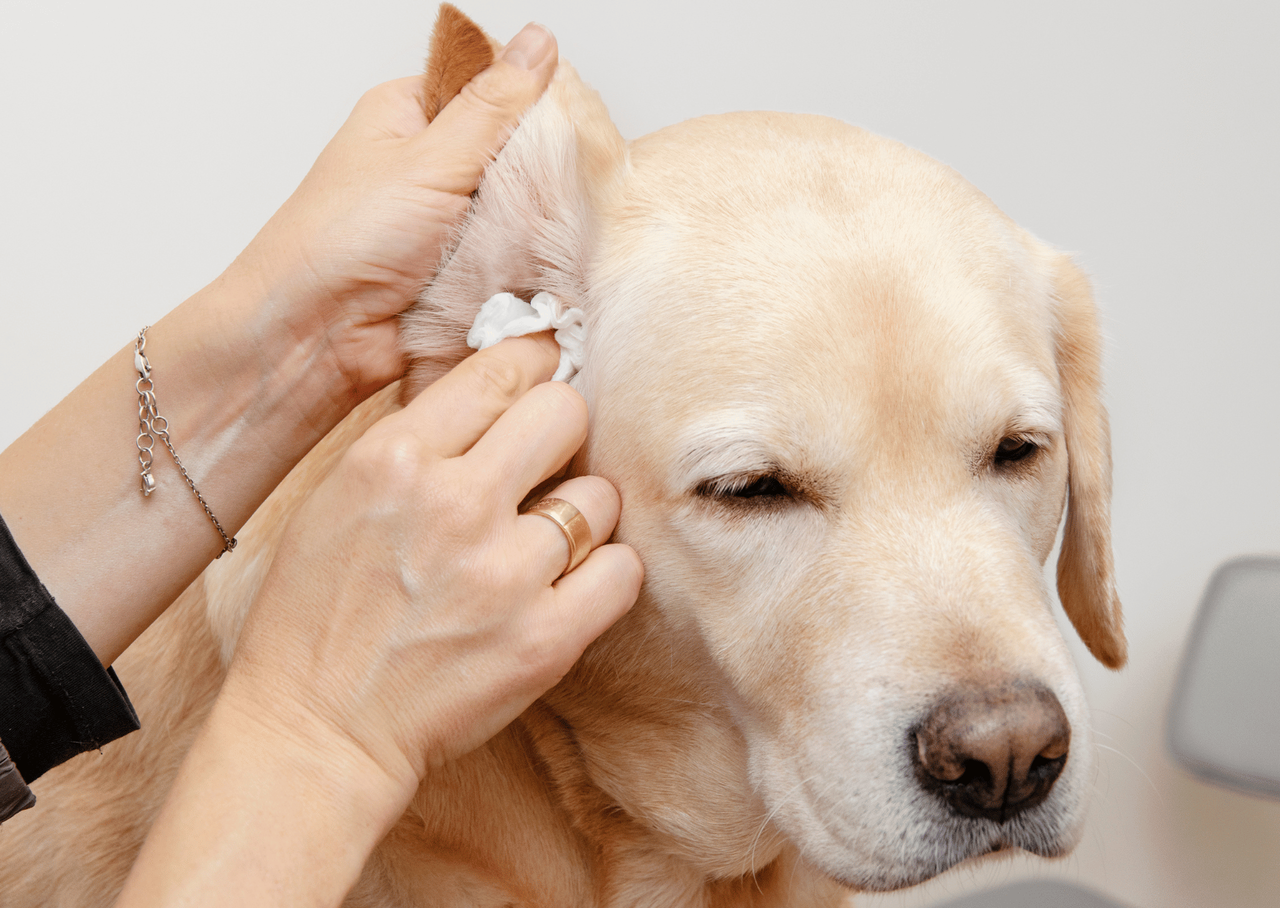 犬の耳掃除のイメージ写真