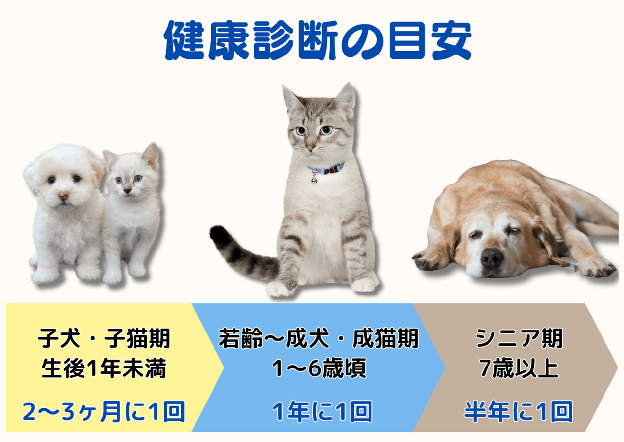 犬と猫の健康診断の目安を年齢別に示したイラスト。子犬・子猫期（生後1年未満）は2～3ヶ月に1回、若齢～成犬・成猫期（1～6歳頃）は年1回、シニア期（7歳以上）は半年に1回の健康診断が推奨されている。