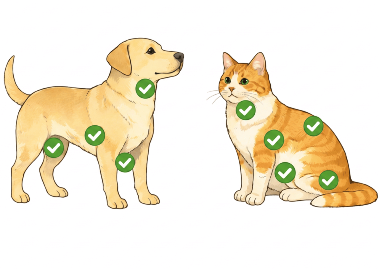 図解：しこりがないかチェックしたい犬・猫の体の部位（顔の下・手足の付け根・お腹のあたり）