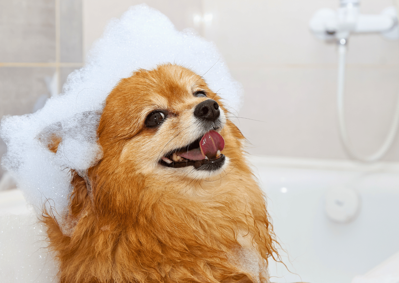 犬・猫のスキンケア対策として正しいシャンプー方法の解説まで行う記事のTOP