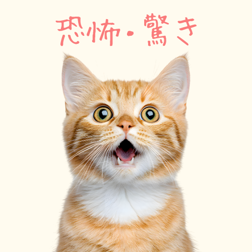 猫の丸く大きく開かれた目は「恐怖」や「驚き」を表すことがある（イメージ写真）