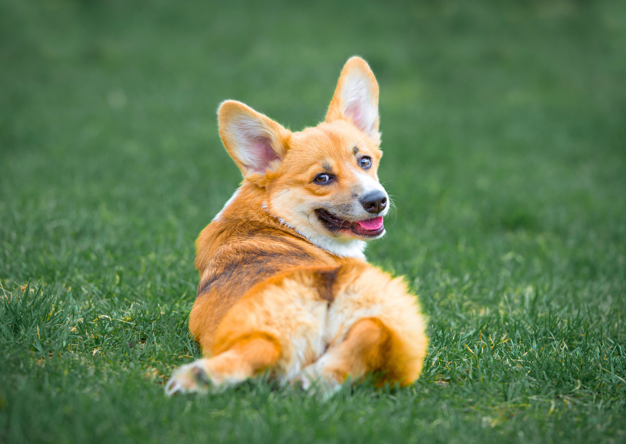 ペットの口腔トラブル