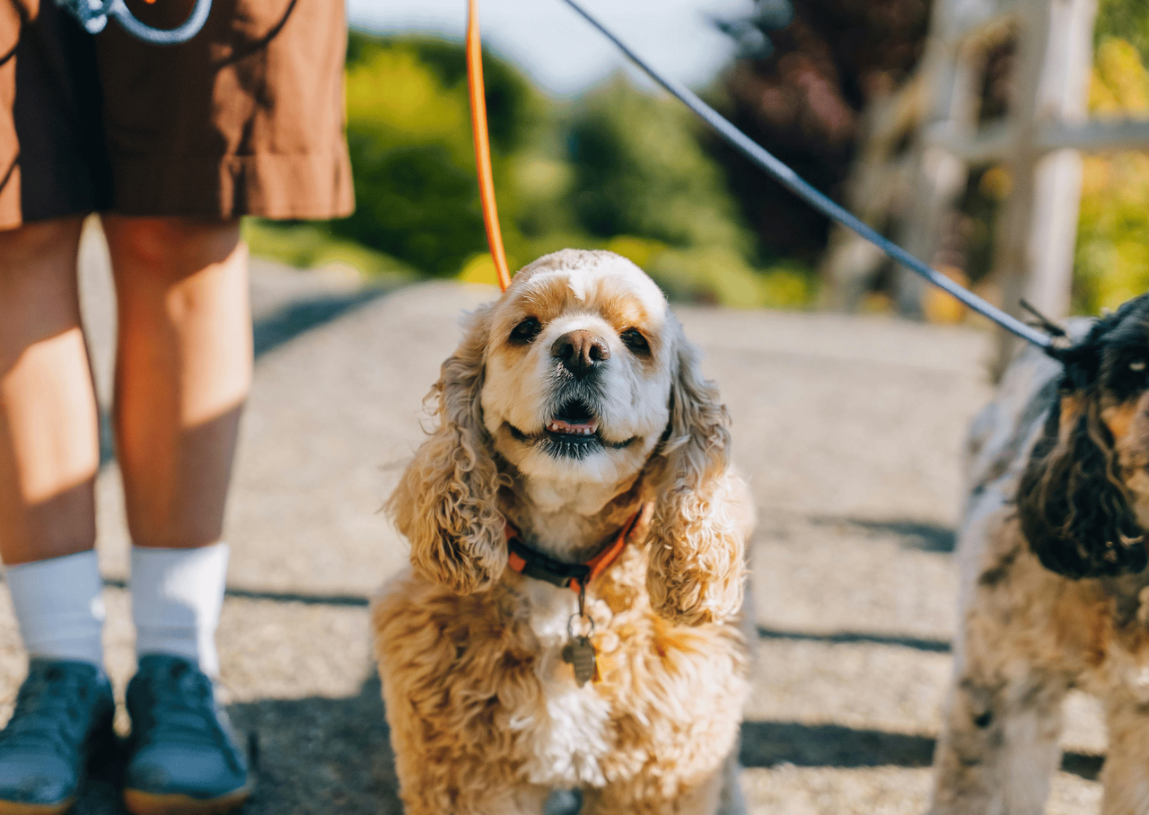 子犬の散歩開始時期を考えるイメージ写真