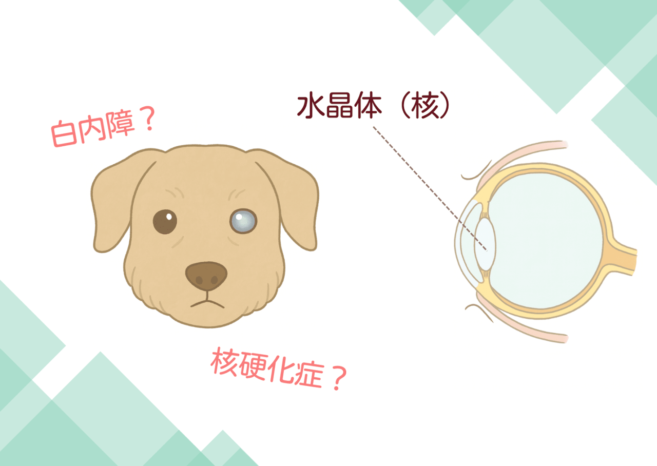 左：向かって右の眼が白く濁っている犬／右：犬の目の断面図。眼球のレンズのようなものが水晶体（水晶核）
