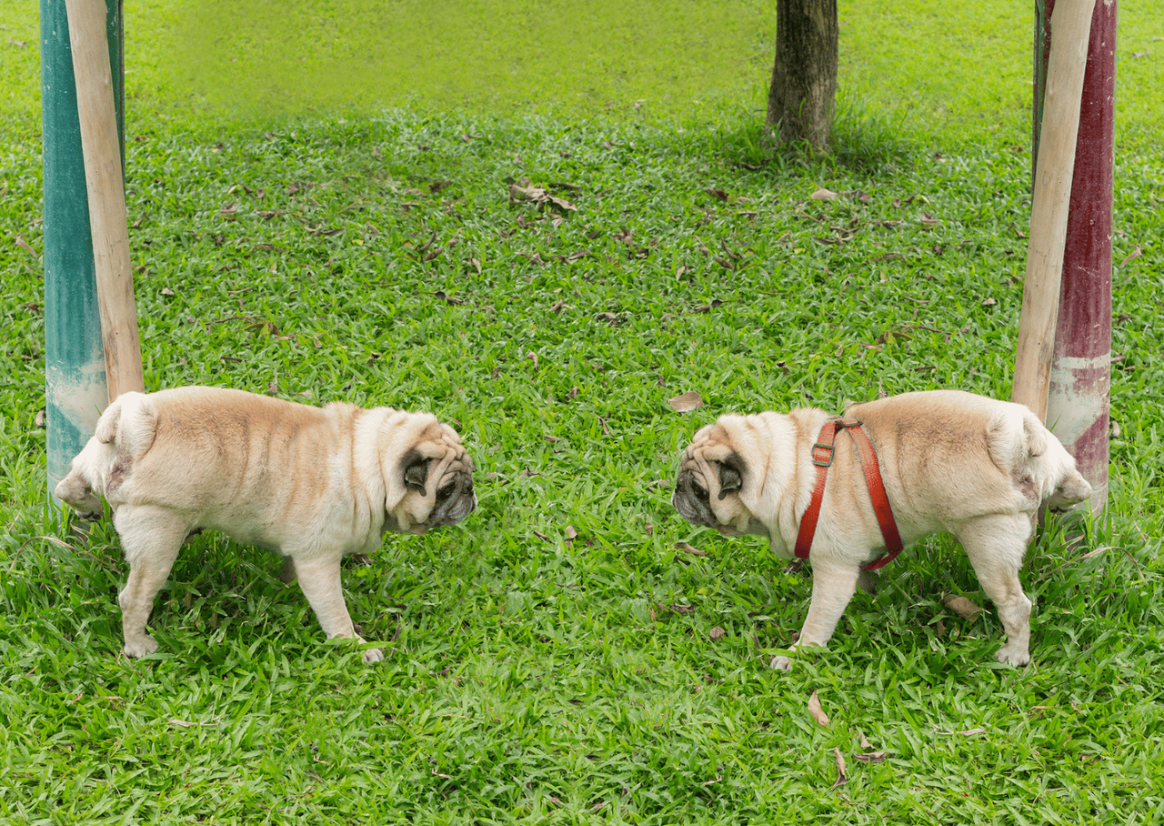 マイクロチップ