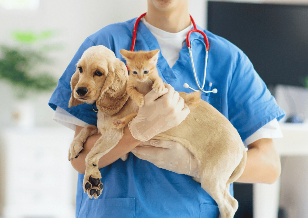 犬のスケーリング