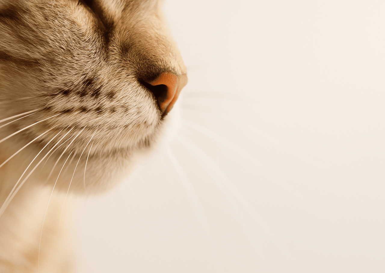 マイクロチップ