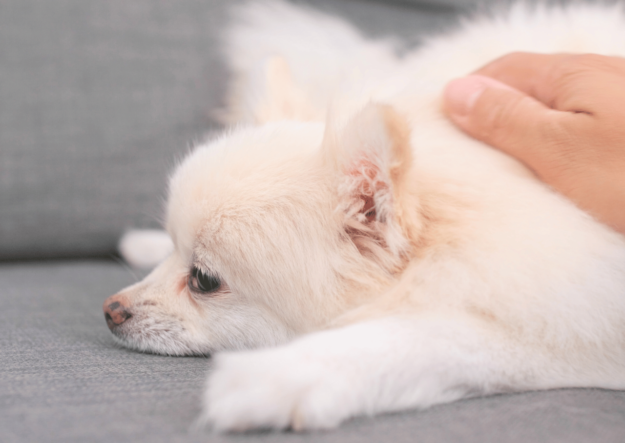愛犬・愛猫を撫でているときにきづくしこりやふくらみ（イメージ）