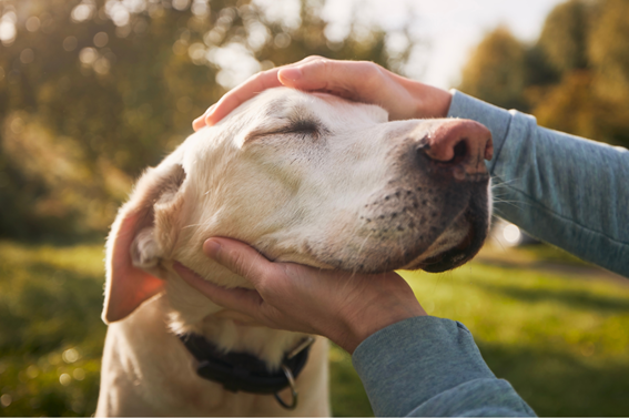 シニア犬