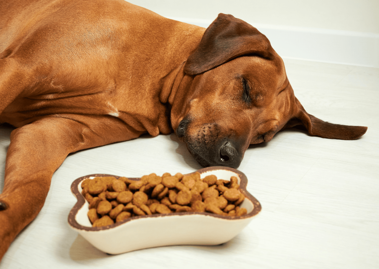 ペットの口腔トラブル