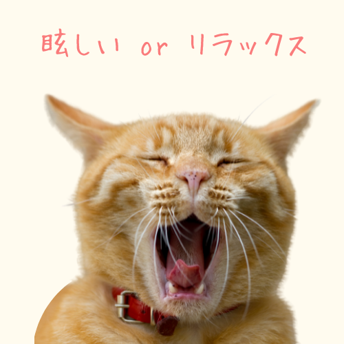 猫の瞳孔が細く絞られているとき（目を細める）は「眩しさ」や「リラックス」を表すことがある（イメージ写真）