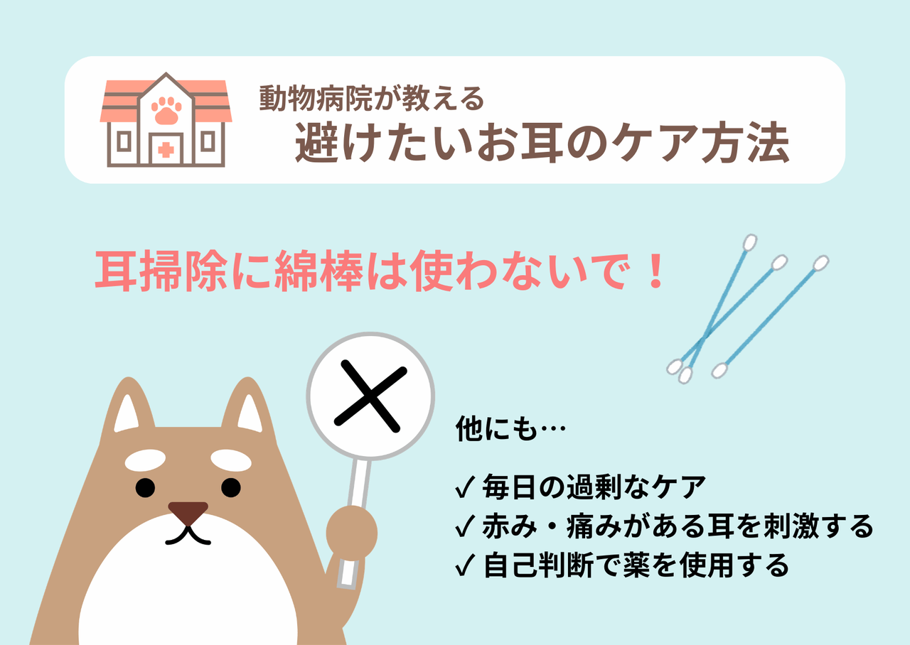 犬・猫の耳掃除のNG方法：綿棒は使わないことを推奨。頻度高く行ったり、赤みがある場合も行ったり、自己判断での薬の使用は控えたい。