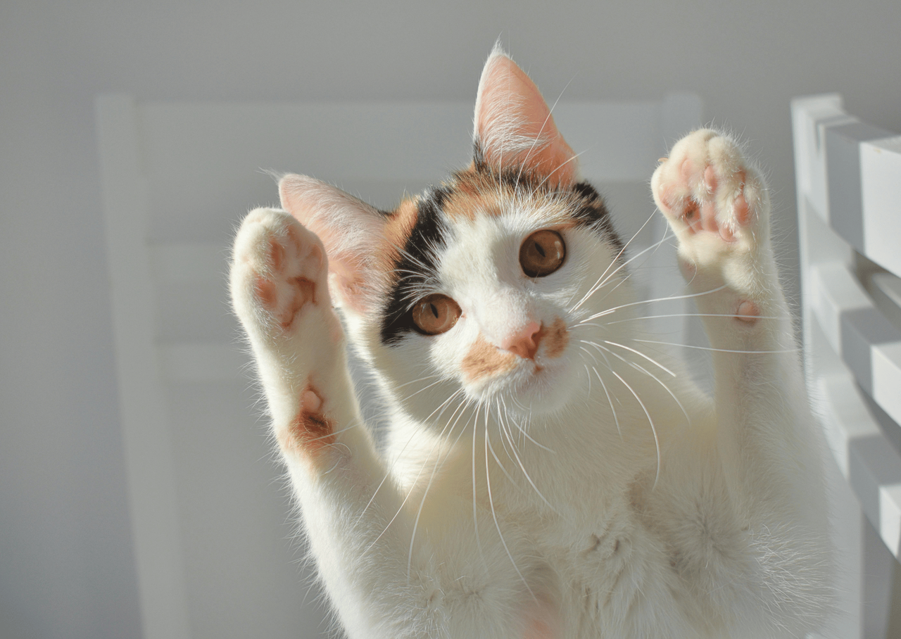 肉球をこちらに向けている猫の写真