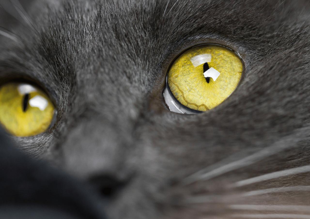 黒猫の目の拡大写真