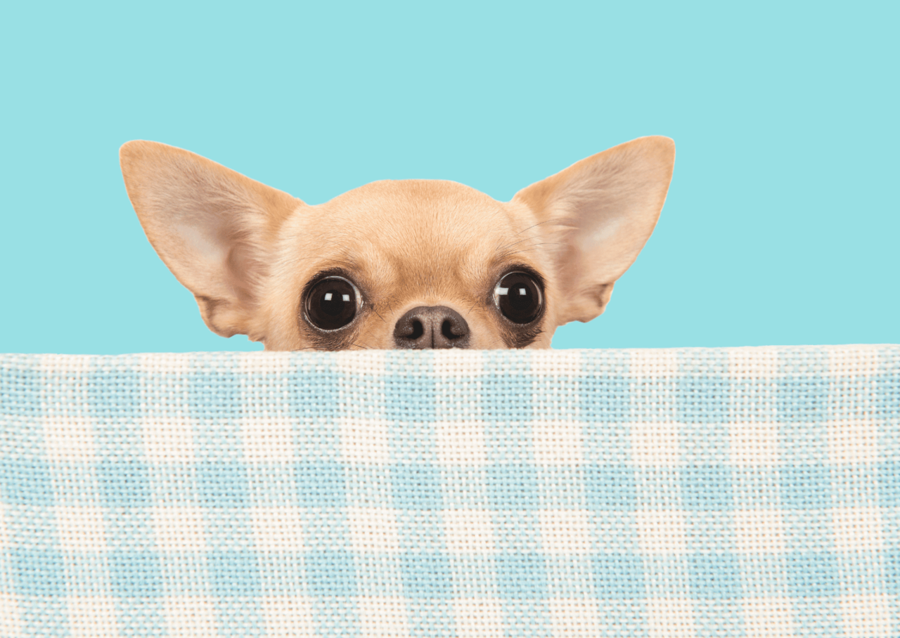 ペットの口腔トラブル