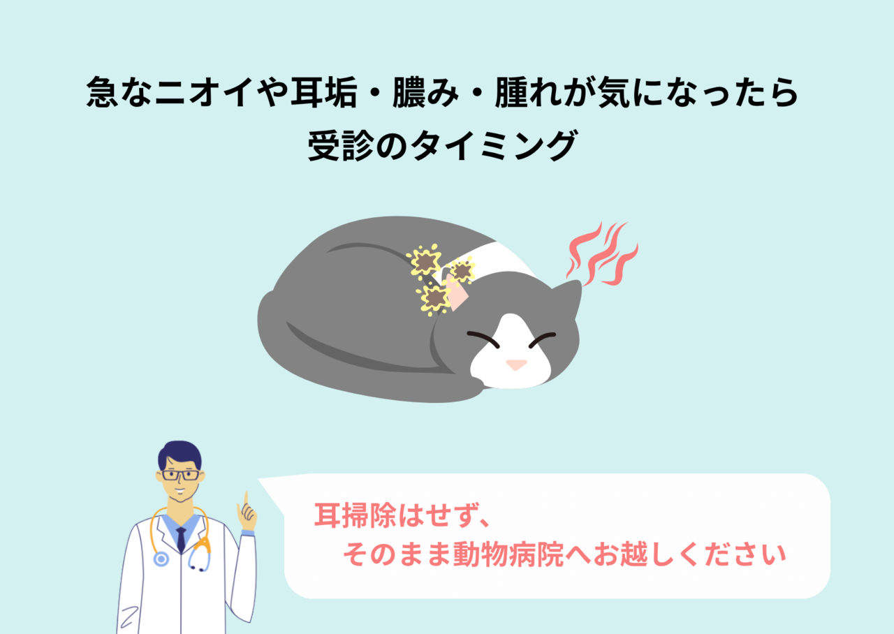 受診のサインは、ニオイや耳垢などが急に増えたとき。耳掃除はせずにそのまま動物病院へ来院してほしいという注意書き。