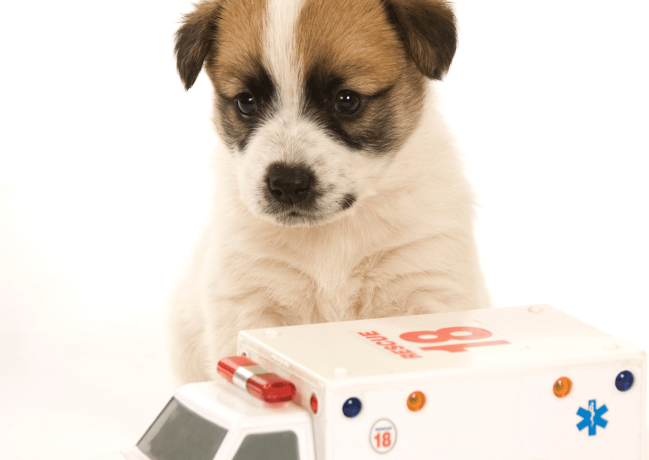 マイクロチップ