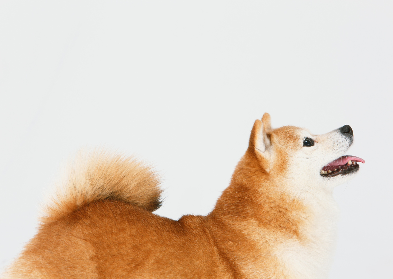 しっぽを丸めている柴犬のイメージ写真