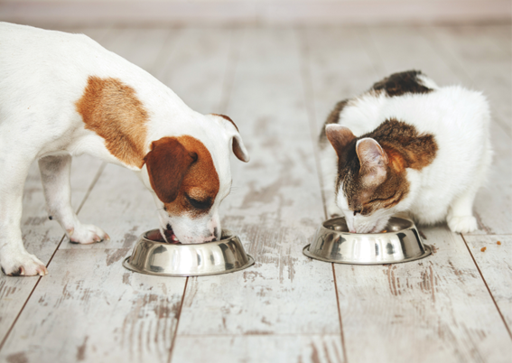 犬猫の誤食