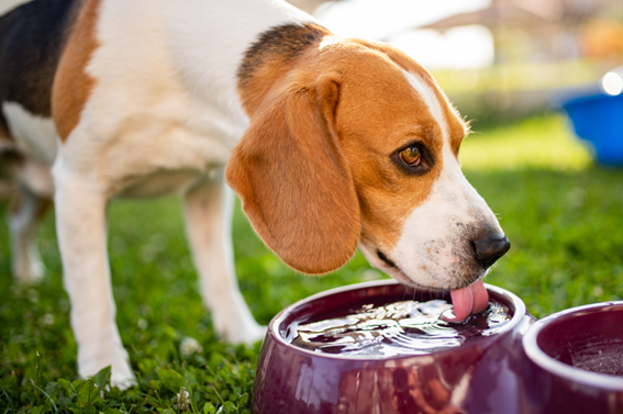 犬が水を飲まない