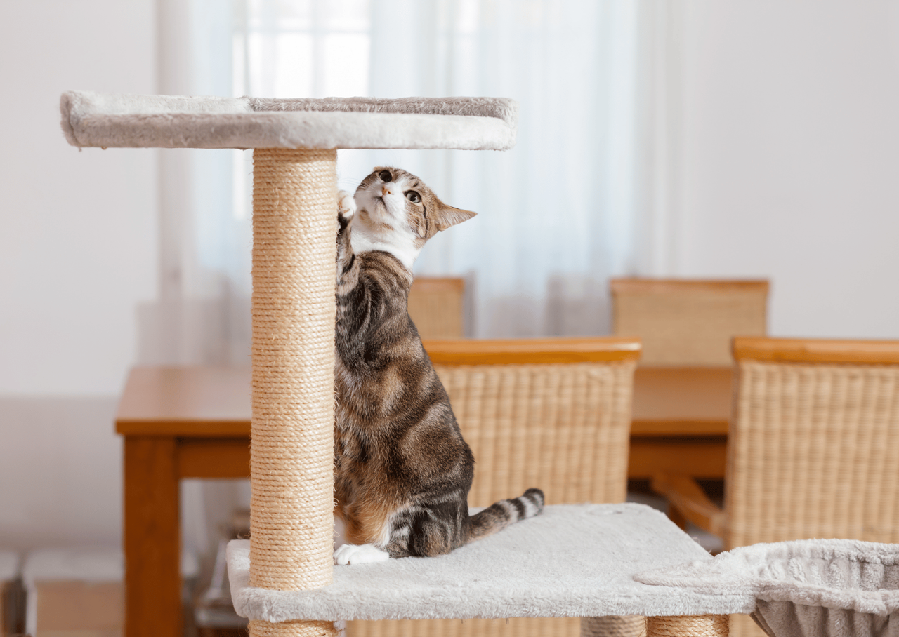 いわゆる「猫鍋」のように、狭い菓子盆に入り丸まる猫の写真