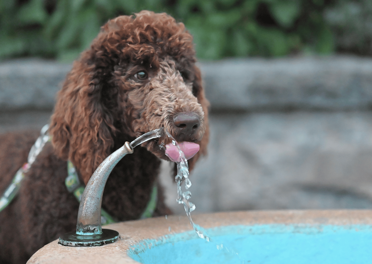 犬が良く水を飲むのはクッシング症候群の影響か？写真イメージ