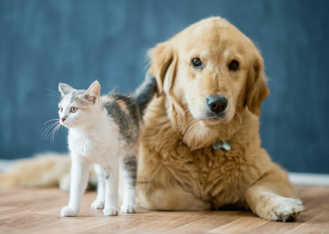 犬・猫のセカンドオピニオン