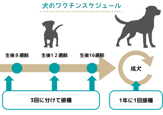 犬のワクチンスケジュールを示す図。生後8週齢、12週齢、16週齢の3回に分けて接種し、その後は成犬になってから1年に1回接種する流れが矢印とともに説明されている。子犬と成犬のシルエットが配置され、ワクチン接種の時期が視覚的に分かりやすく示されている。