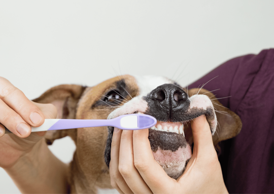 犬のスケーリング
