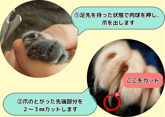 猫の爪切り方法