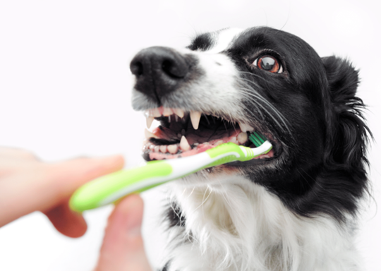 犬猫の口腔ケア