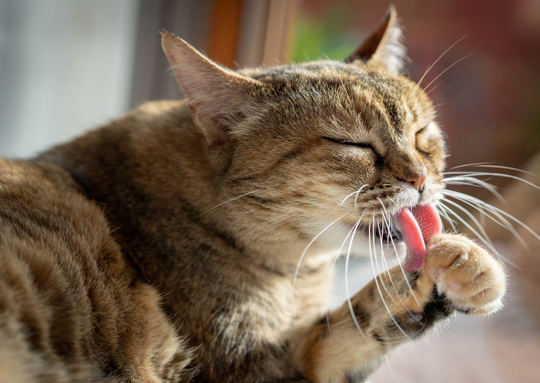 マイクロチップ