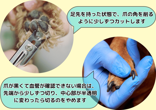 犬の爪切り方法