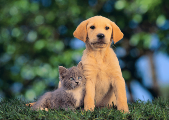 犬猫のワクチン