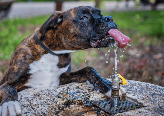 犬のスケーリング
