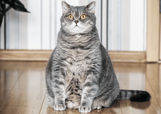 首輪と胴輪