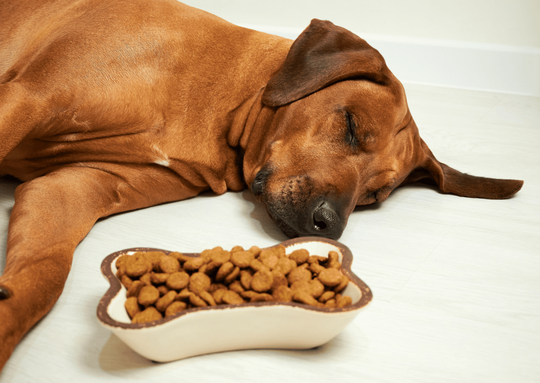 ペットの口腔トラブル