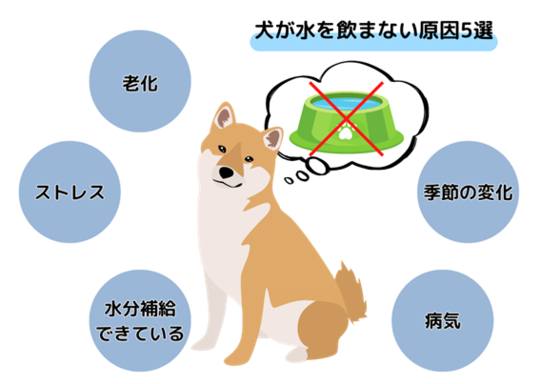 犬が水を飲まない理由