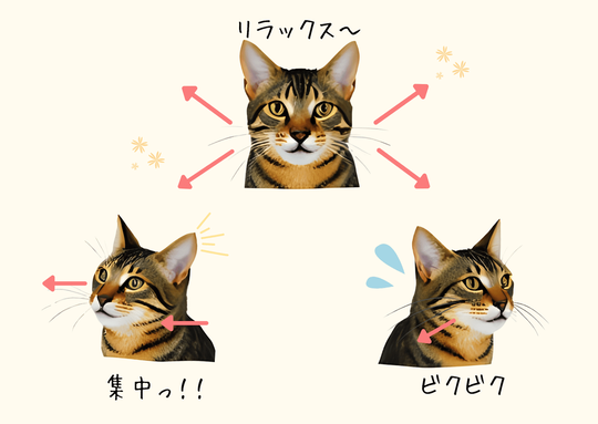 猫のヒゲと心理状態の図解：（中央上）猫のヒゲが広がり、リラックスしている表情（左下）猫のヒゲが前に向かい、集中している表情（右下）ヒゲが後方に引き気味で緊張している猫