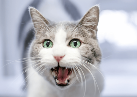 ペットの口腔トラブル