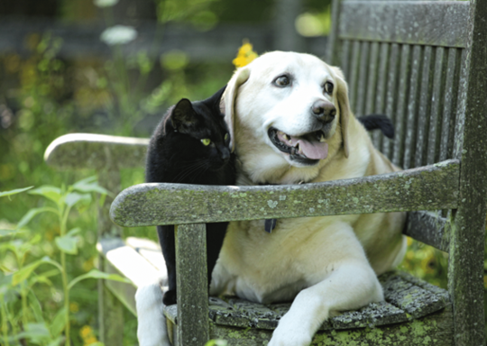 動物病院へ行くべき