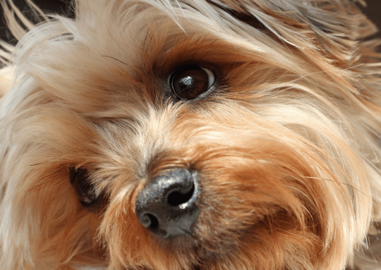 犬のスケーリング