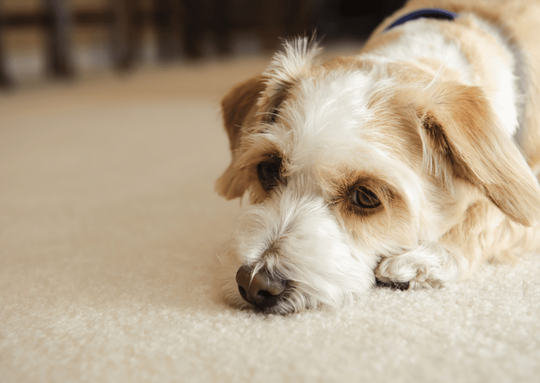 犬のスケーリング