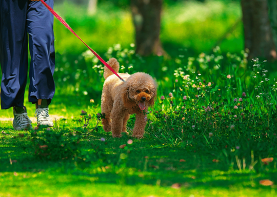 犬の暑さ対策