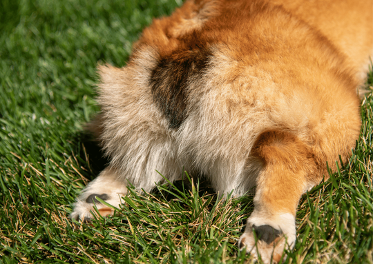 マイクロチップ